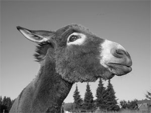 Click here for more Photos